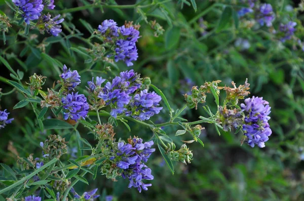 The field is blooming alfalfa — Stock Photo, Image