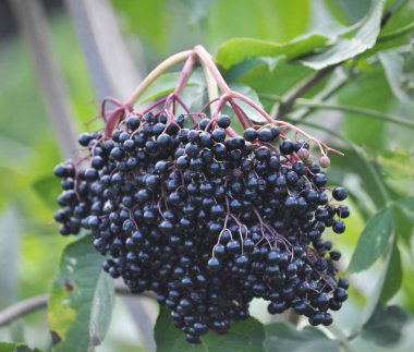 Olgun çilek ile elderberries Demet