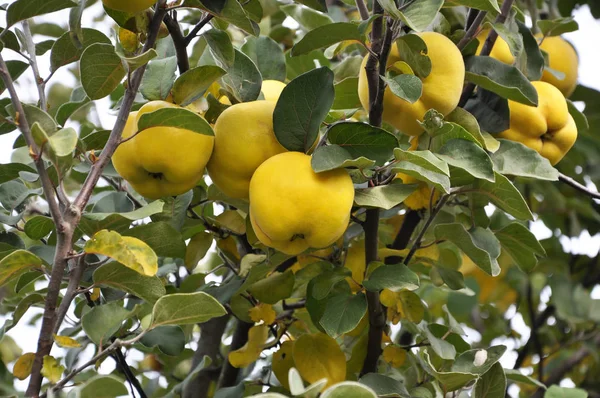 Pobočka Quince s ovocem — Stock fotografie