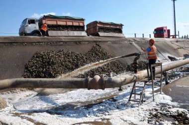 Yığınları ile şeker pancarı işçileri fabrika dükkanına beslenir