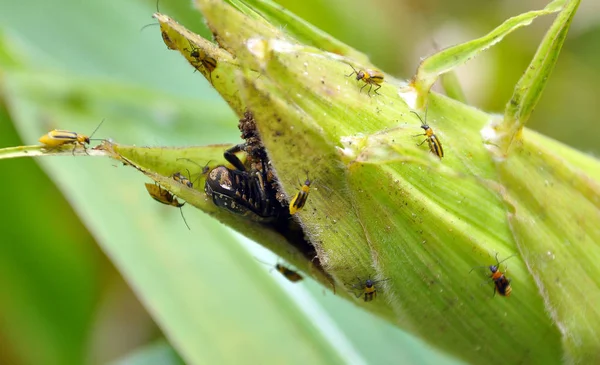 Auf einem Maiskolben westlicher Maiskäfer — Stockfoto