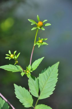 Çiçekli çim Bidens tripartita