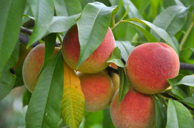 Ağaç dalı olgun şeftali meyve