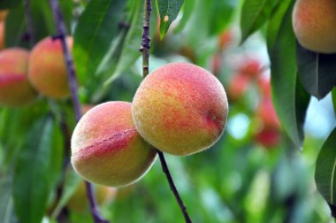 Ağaç dalı olgun şeftali meyve