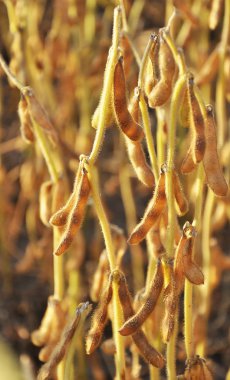 Soya fasulyesi çiftçinin tarlasında olgunlaşır
