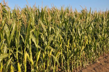 Gökyüzünün arka planındaki tarlada mısır yetişir.