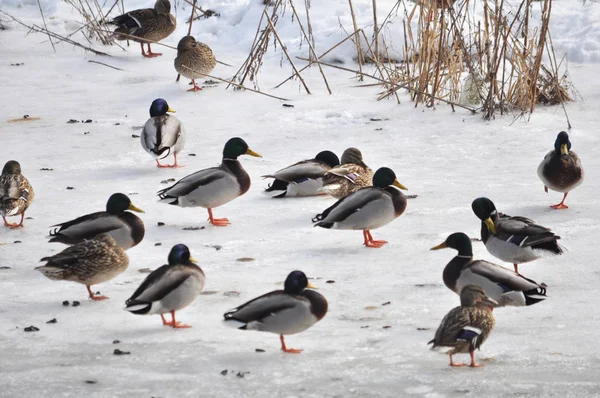 Canards sauvages sur la rive gelée — Photo