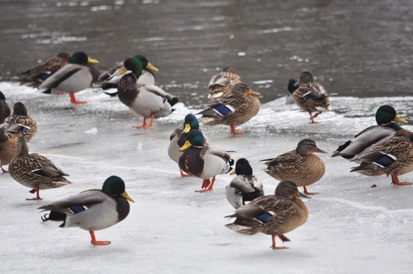 Patos salvajes en la orilla congelada del río — Foto de Stock