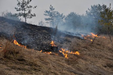 Kuru ot çam ormanı yakar