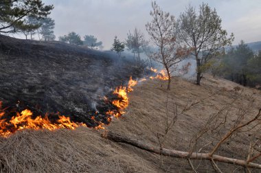 Kuru ot çam ormanı yakar
