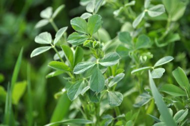 Bahar alanında genç yonca büyür