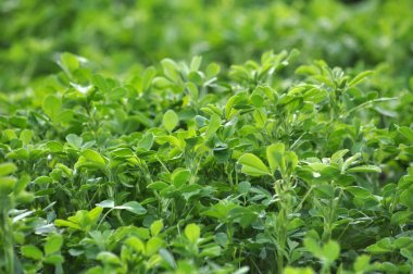 Bahar alanında genç yonca büyür