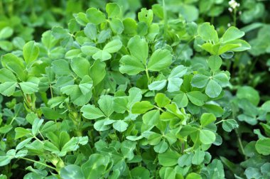 Bahar alanında genç yonca büyür