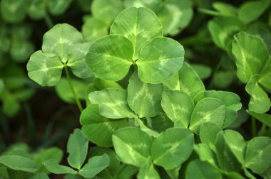 Bahar tarlasında genç yonca yetişir