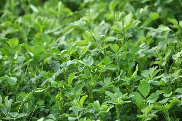 Bahar alanında genç yonca büyür