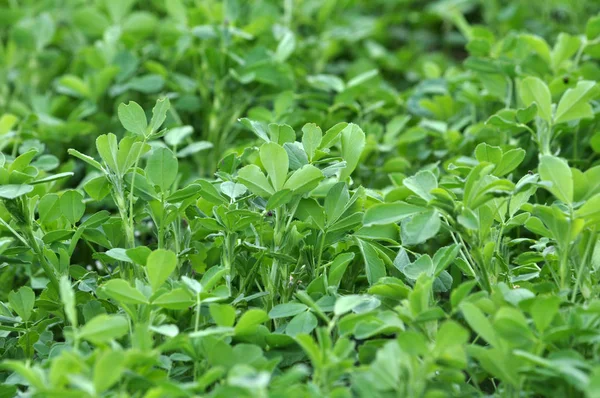 I vårfältet växer unga alfalfa — Stockfoto