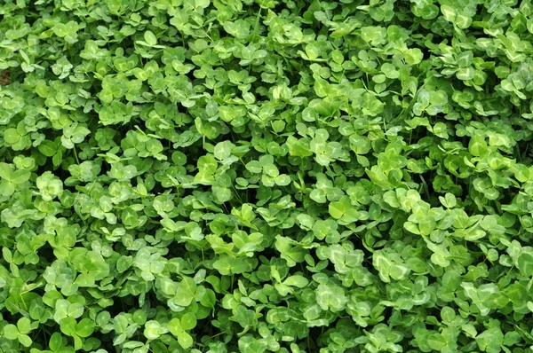 In the spring field young clover grows — Stock Photo, Image