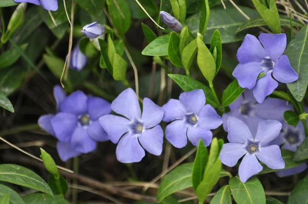Spring blossom of periwinkle small — Stock Photo, Image