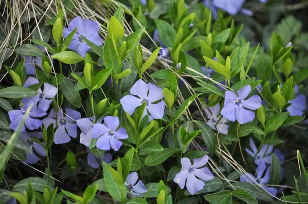 Spring blossom of periwinkle small — Stock Photo, Image