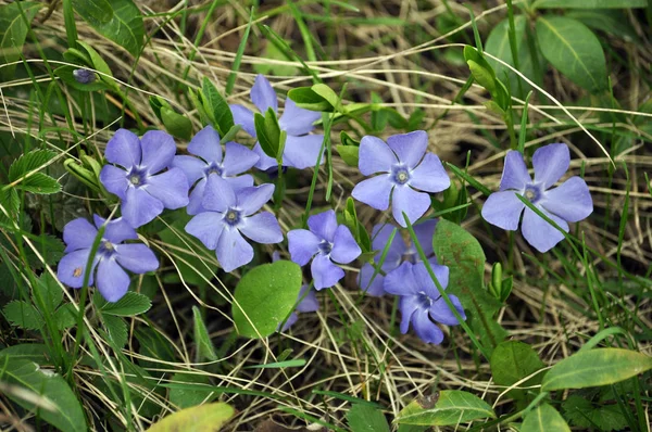 小さなペリウィンクルの春の花 — ストック写真