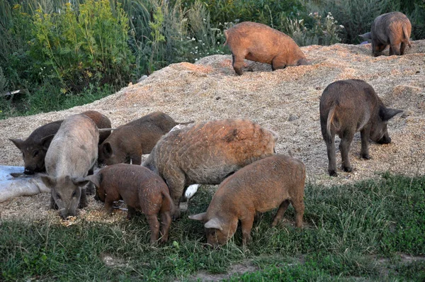 Cerdos de la raza mangalica —  Fotos de Stock