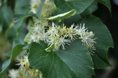 Bir ağaç çiçek ıhlamur bir şube üzerinde