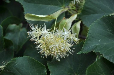 Bir ağaç çiçek ıhlamur bir şube üzerinde