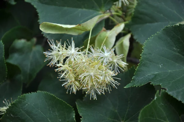 Bir ağaç çiçek ıhlamur bir şube üzerinde