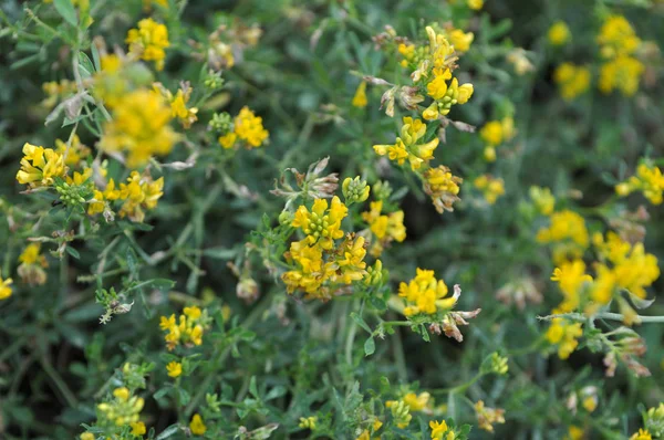 Yonca çiçek sarı (Medicago falcata)