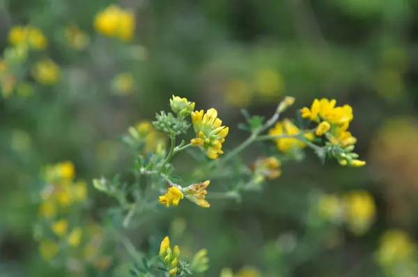 Lucerna virágos (Medicago Falcata) — Stock Fotó