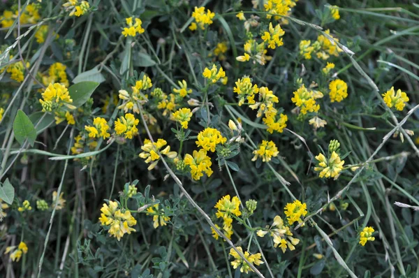 Flor de alfalfa amarilla (Medicago falcata ) — Foto de Stock