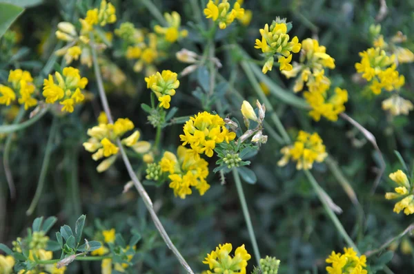 Люцерна желтая (Medicago falcata ) — стоковое фото