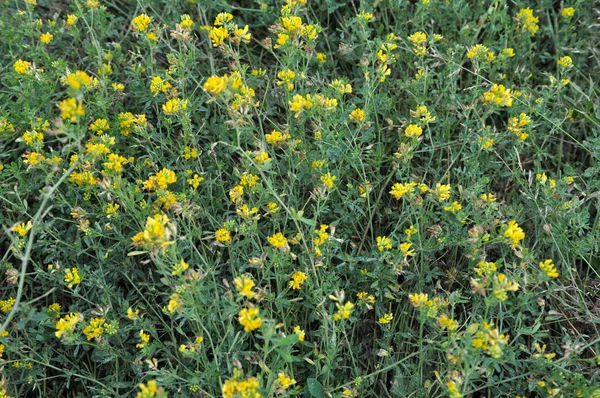 Lucerna kwiat żółty (Medicago falcata) — Zdjęcie stockowe