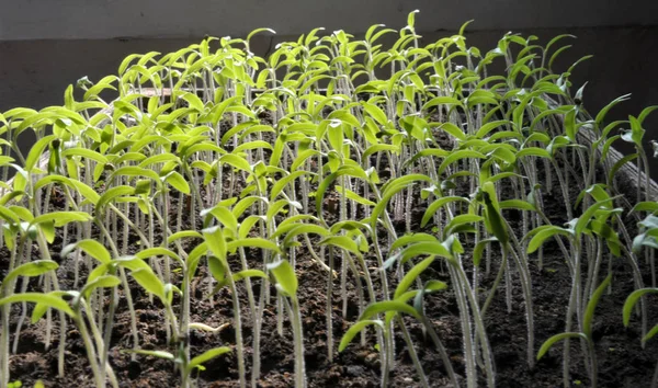 种植幼苗甜椒 — 图库照片