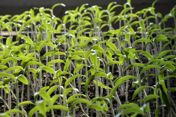 Growing seedlings sweet peppers — Stock Photo, Image