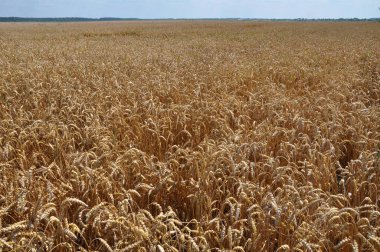 Buğday alanında ile manzara