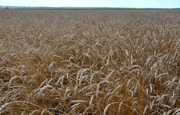 Buğday alanında ile manzara