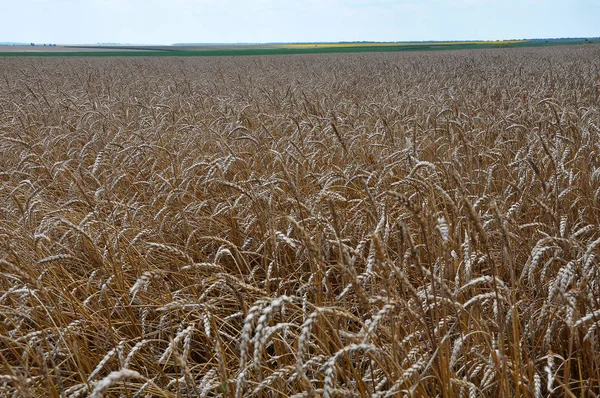 Landschap met tarwe in het veld — Stockfoto