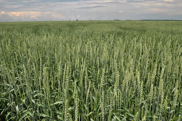 Winter tarwe groeit in het voorjaars veld — Stockfoto