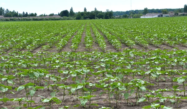 Les jeunes tournesols utilisant des herbicides sont protégés contre les mauvaises herbes — Photo