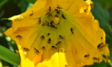 On a zucchini flower Western corn beetle clipart