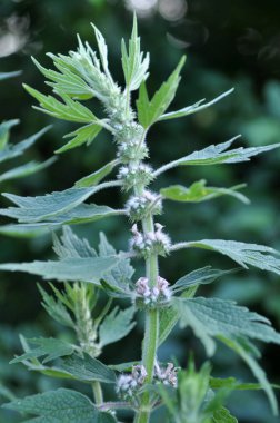 Otlar arasında çayırda köpek ısırgan büyümek beş bıçaklı (Le