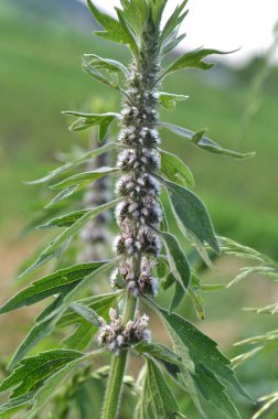Otlar arasında çayırda köpek ısırgan büyümek beş bıçaklı (Le
