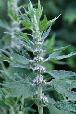 Otlar arasında çayırda köpek ısırgan büyümek beş bıçaklı (Le