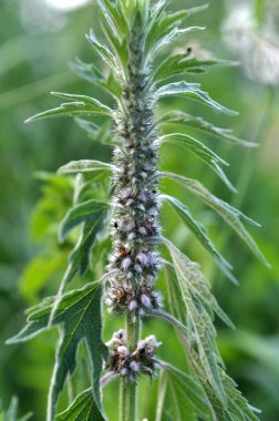Otlar arasında çayırda köpek ısırgan büyümek beş bıçaklı (Le