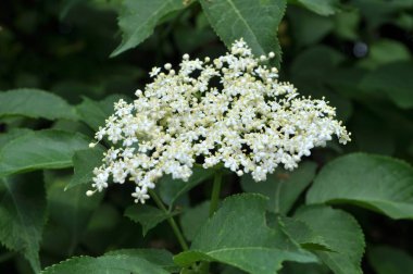 Doğada, mürver çiçekleri