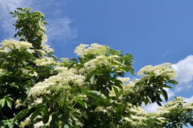 Doğada, mürver çiçekleri