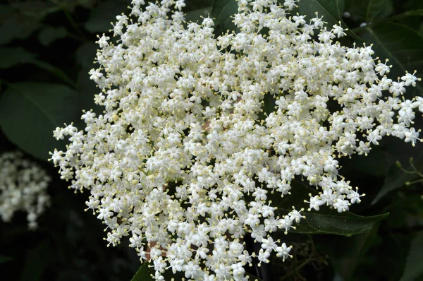 Na natureza, o sabugueiro floresce — Fotografia de Stock