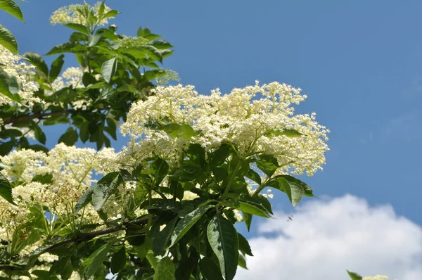 I naturen, den fläder blommar — Stockfoto