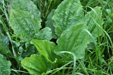 Doğada, plantain büyüyor